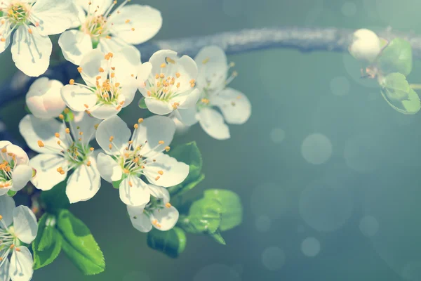 Voorjaarsbloemen — Stockfoto