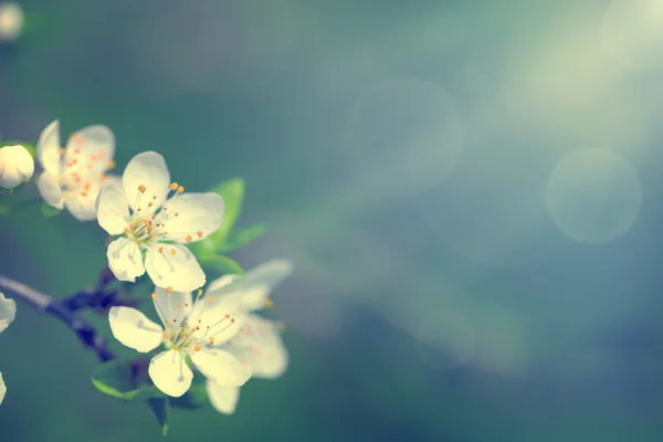 Voorjaarsbloemen — Stockfoto