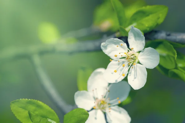 Fiori primaverili — Foto Stock