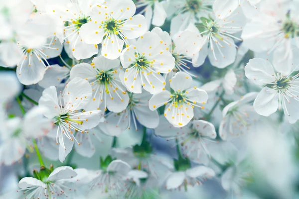 Flores de primavera — Foto de Stock