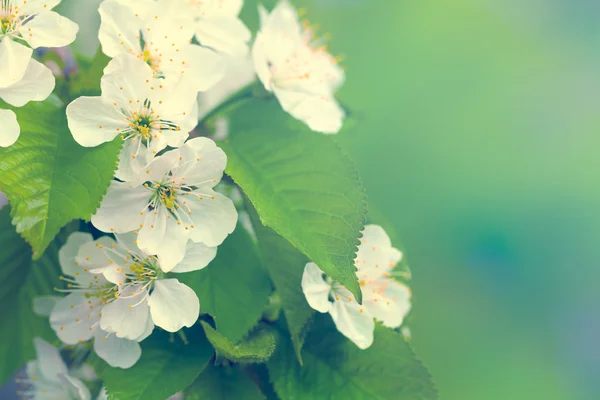 Flores de primavera — Fotografia de Stock