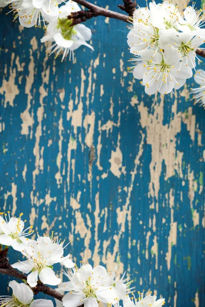 Flores de primavera —  Fotos de Stock