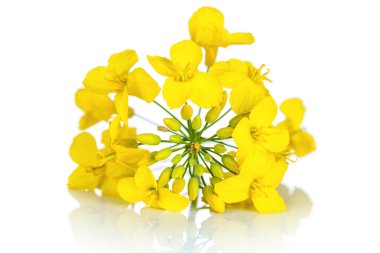 Rapeseed Flower clipart