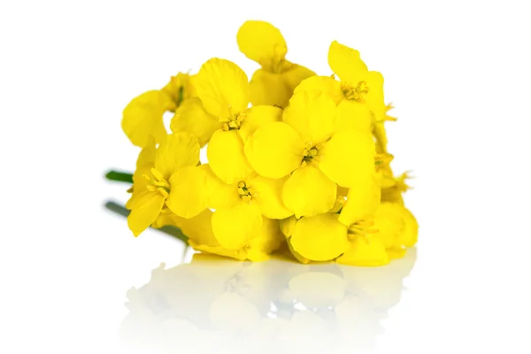 kolza tohumu çiçek