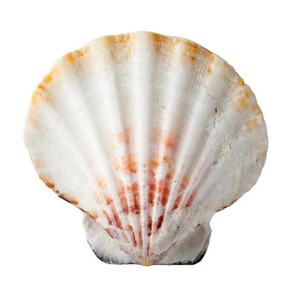 Sea Shell — Stock Photo, Image