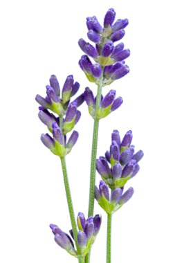 Lavanta çiçekleri