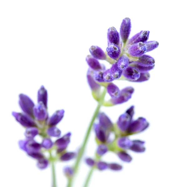 Flores de lavanda —  Fotos de Stock