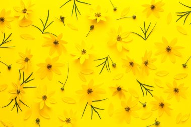 Sarı çiçekli arka plan. Coreopsis verticillata zagreb. Düz yatış, üst görünüm