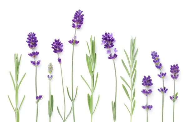 Conjunto Flores Lavanda Aisladas Sobre Fondo Blanco Acostado Vista Superior —  Fotos de Stock