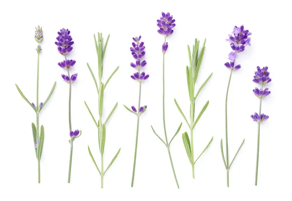 Set Van Lavendel Bloemen Bladeren Geïsoleerd Witte Achtergrond Bovenaanzicht — Stockfoto