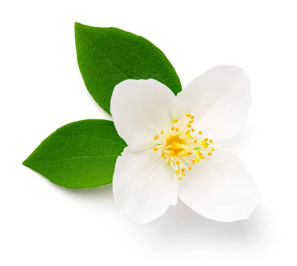 Kwiat Jaśminu Izolowany Białym Tle Płaskie Ułożenie Widok Góry — Zdjęcie stockowe