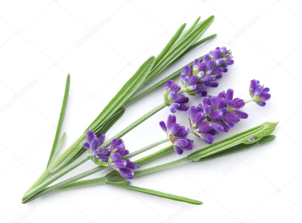 Lavender flowers isolated over white background. View from above