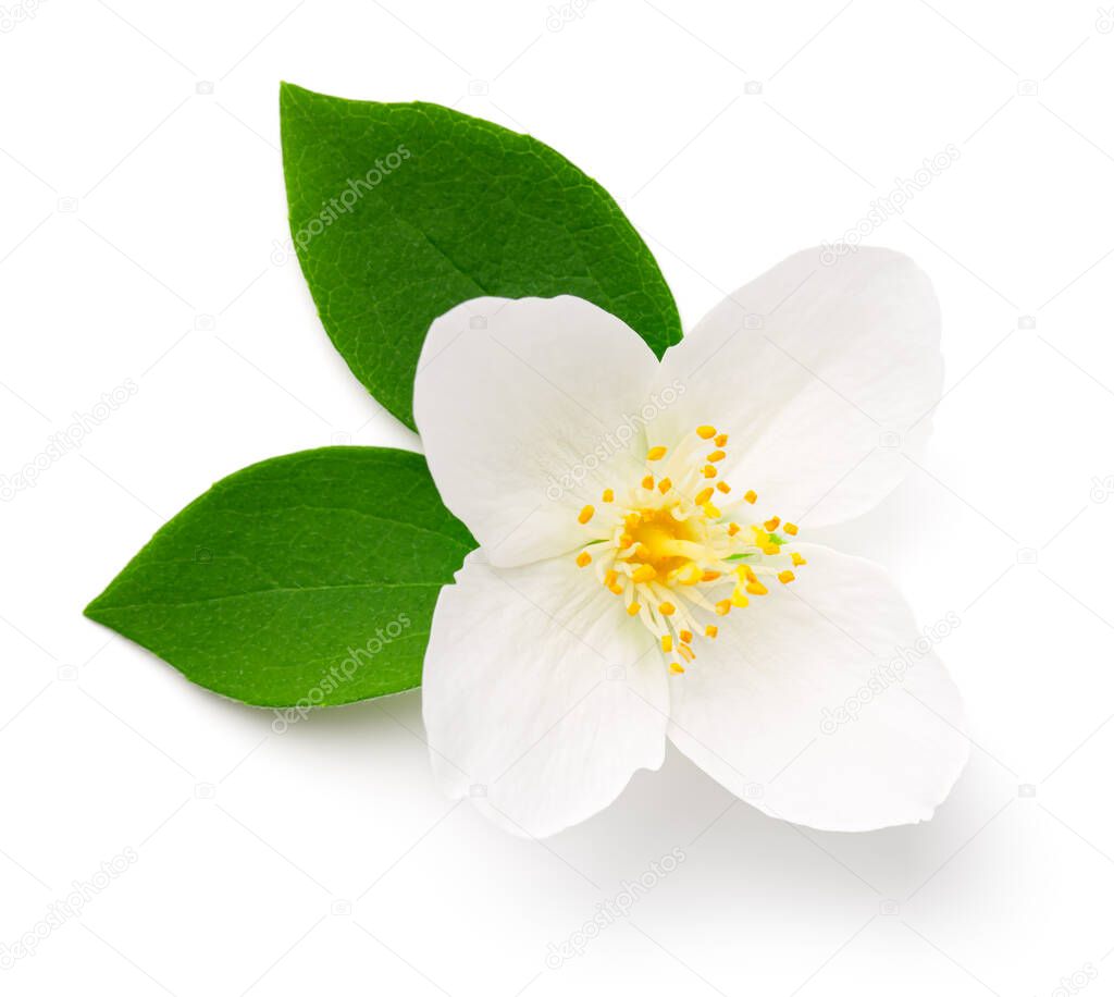Jasmine flower isolated on white background. Flat lay, top view