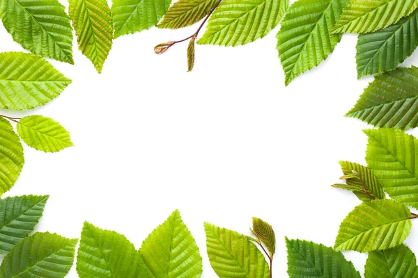 Leaves Frame Hornbeam Leaves Isolated White Background Flat Lay Top — Stock Photo, Image