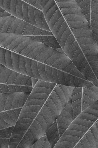 Leaves of mango tree — Stock Photo, Image