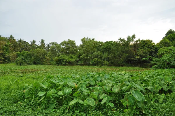 Naturaleza verde en el jardín . — Foto de Stock