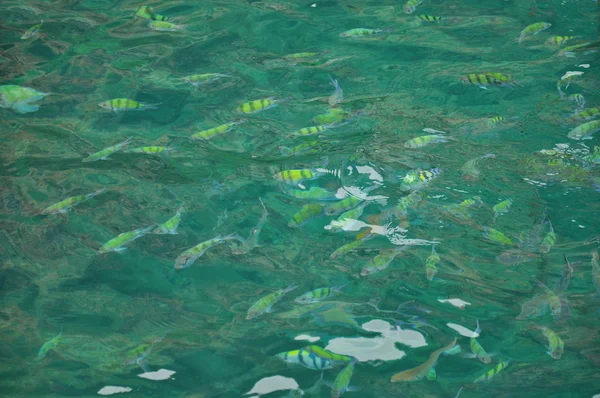 Fishes under the sea. — Stock Photo, Image