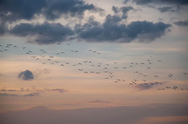 Толпа птиц — стоковое фото