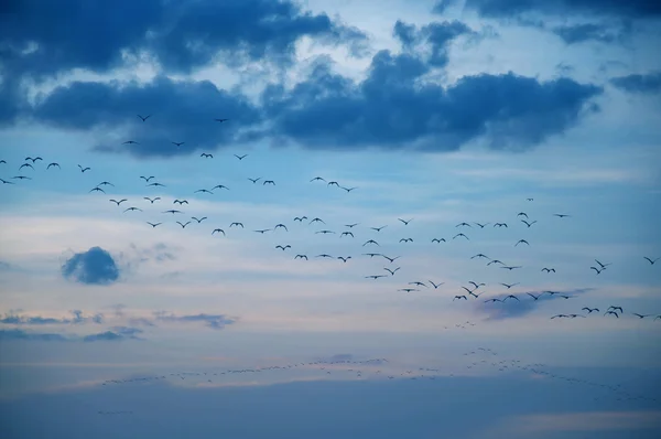 Vogelschar — Stockfoto