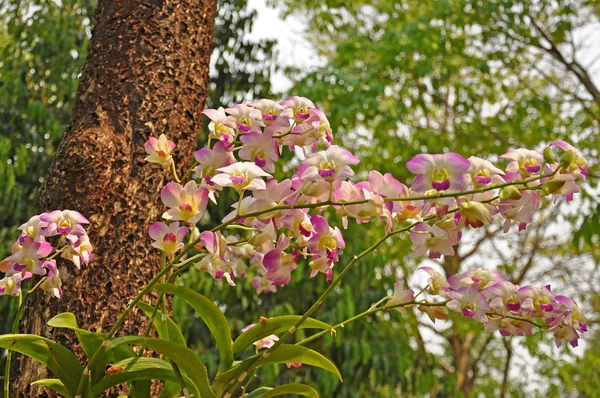 Orchidee — Stockfoto