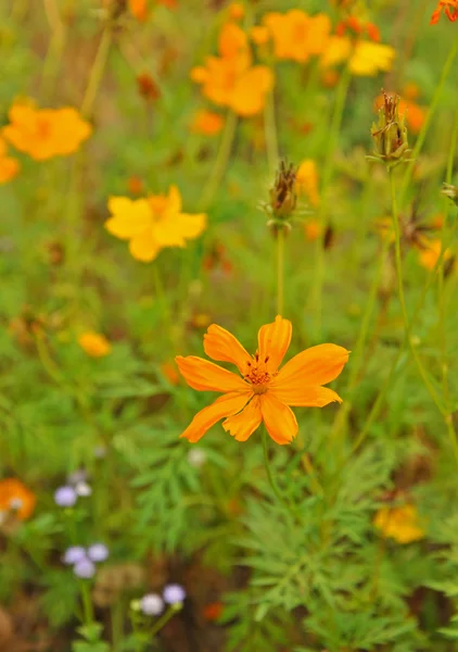 Flores — Foto de Stock