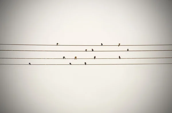 Birds on the electric wire — Stock Photo, Image