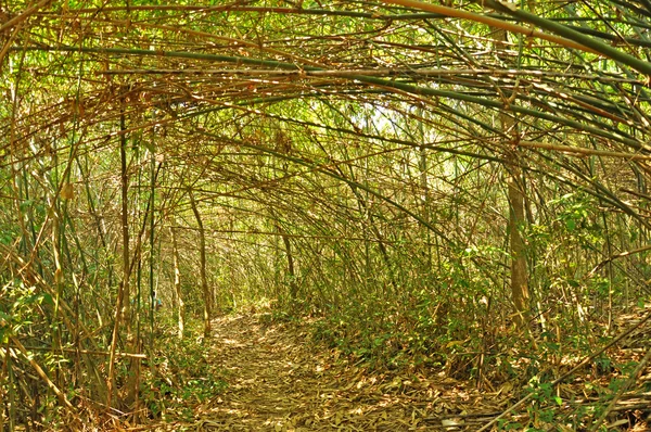 Floresta — Fotografia de Stock