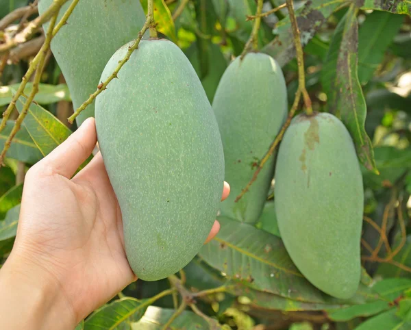 Mangos — Stockfoto