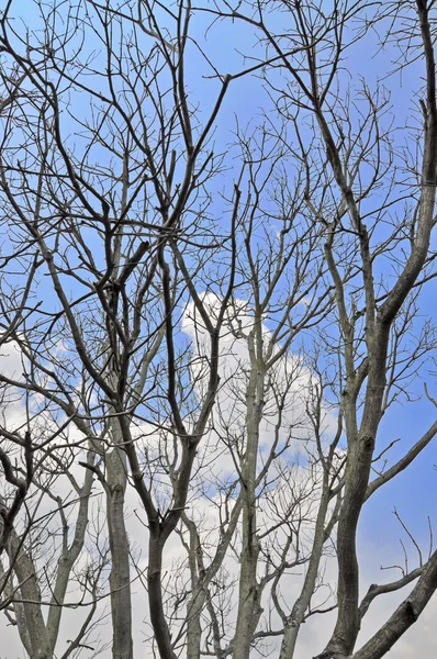 Árbol seco —  Fotos de Stock