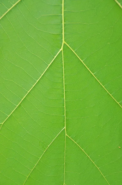 Fondo de la hoja — Foto de Stock