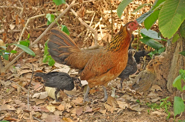 Kylling familie - Stock-foto