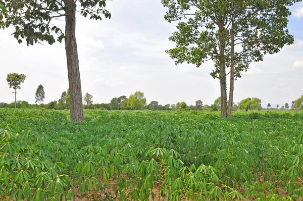 Landwirtschaft — Stockfoto