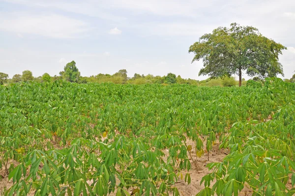 Landwirtschaft — Stockfoto