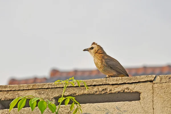 Vogel — Stockfoto