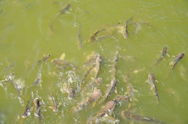 Kanal içinde balıklar