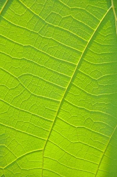 Fondo de la hoja — Foto de Stock