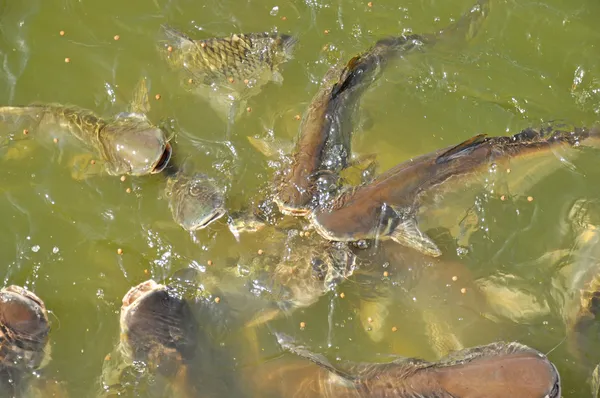 Fishes in the canal — Stock Photo, Image