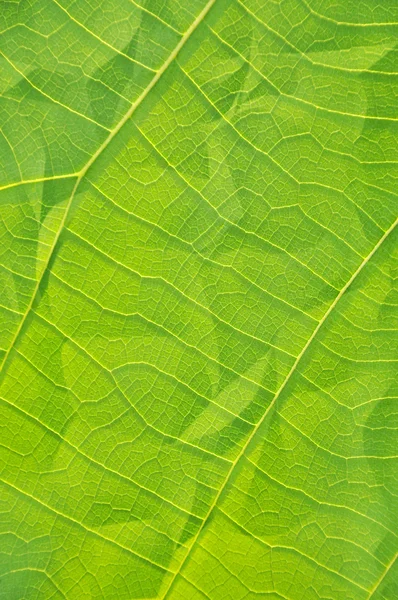 Hoja de Clinkle — Foto de Stock