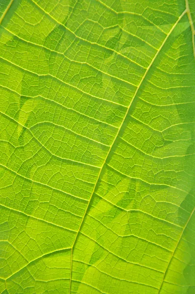 Clinkle leaf — Stock Photo, Image