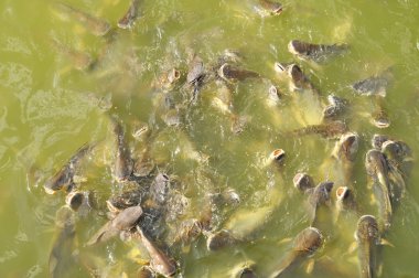 Kanal içinde balıklar