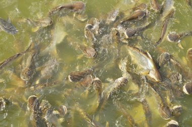 Kanal içinde balıklar