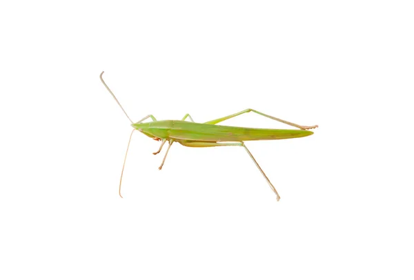 Grasshopper — Stock Photo, Image