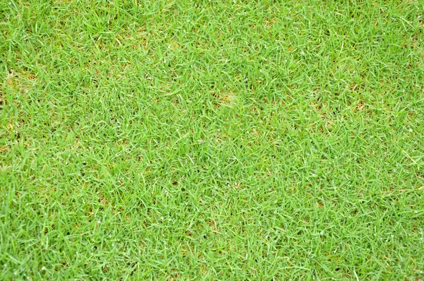 Grass field — Stock Photo, Image