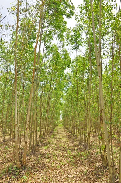 Floresta de eucalipto — Fotografia de Stock