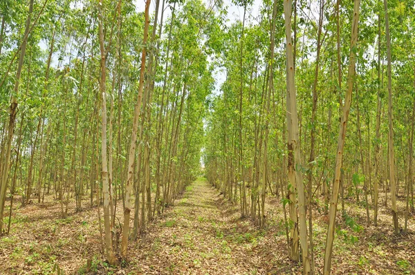 Eucalyptus forest — Stock Photo, Image