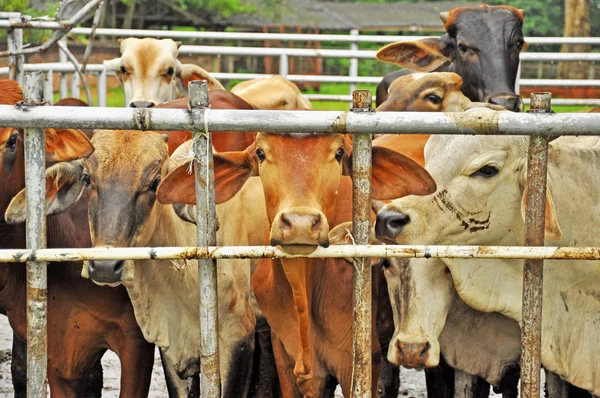 Cows — Stock Photo, Image