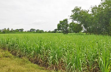 şeker kamışı alan