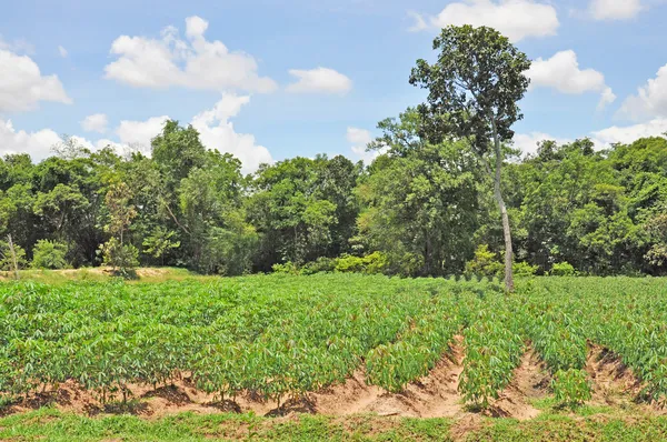 Landwirtschaft — Stockfoto