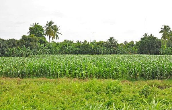 Suikerriet veld — Stockfoto