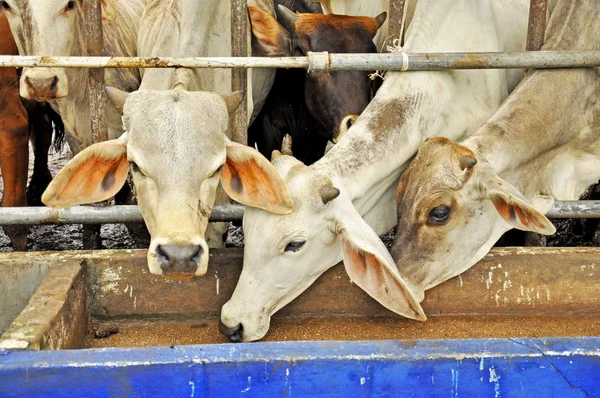 Cows — Stock Photo, Image